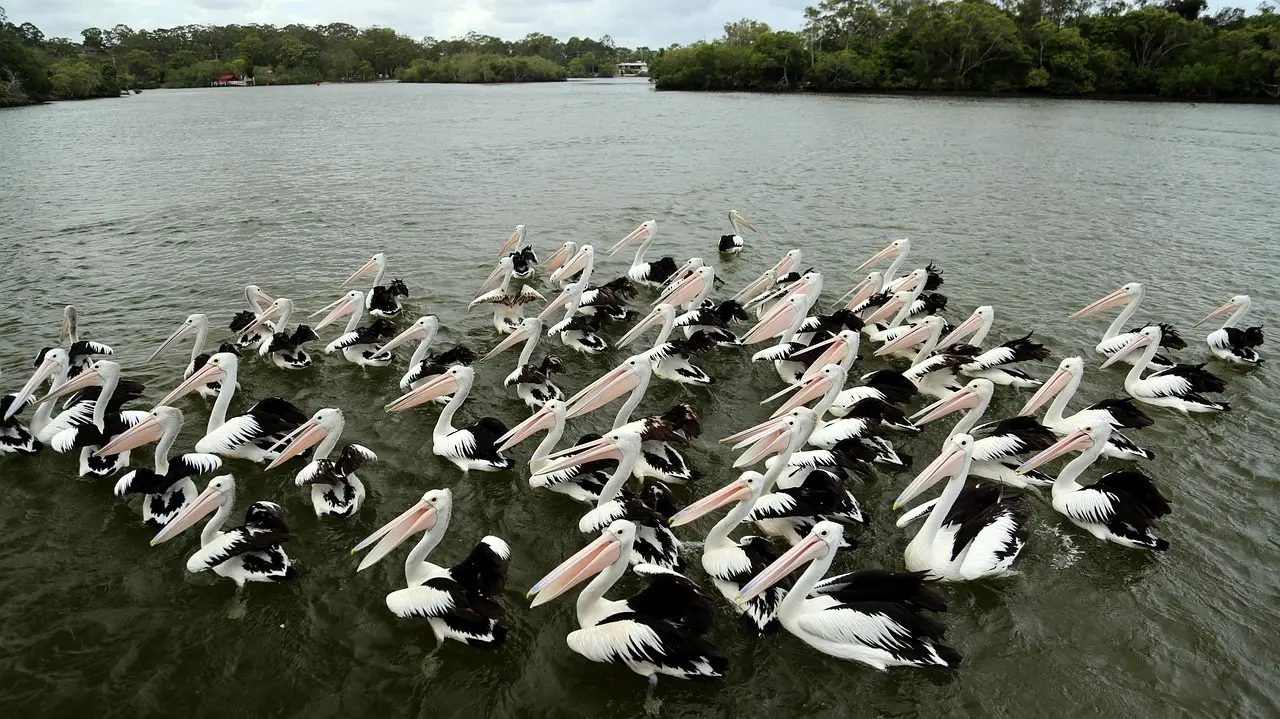 Pelican by the sea